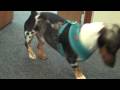 Slate V Office Mascot: Otis Lenny the Dachshund