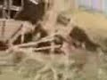 Persecution egyptian copts- destroying their tombs, part 2