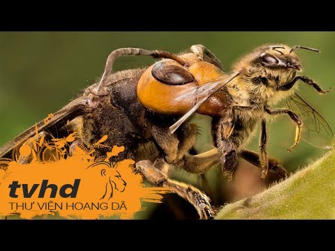 Khám Phá Thế Giới Côn Trùng