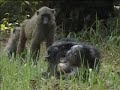 Disease comes to chimpanzees as nature conservation arrives in the jungle - BBC wildlife Disease comes to chimpanzees as nature conservation arrives in the jungle - BBC wildlife