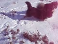 Finsk lapphund-lek i sn�en