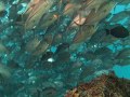 Schooling Fish of Sipadan