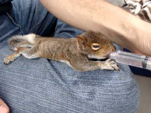 how to take care of a wild baby squirrel
