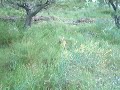 podenca visent