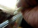 Uroplatus henkeli (Henkel\ Uroplatus henkeli (Henkel\