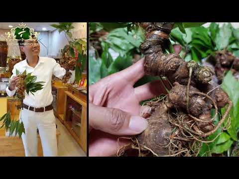 Sâm Ngọc Linh Trồng vào vụ - Giá sâm tại vườn chỉ 2 triệu/củ