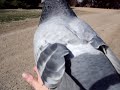 ハトポッポがネコに絡みまくっちゃう件のサムネイル1