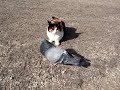 Pigeon Pestering Cats Pigeon Pestering Cats