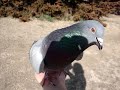 ハトポッポがネコに絡みまくっちゃう件のサムネイル3