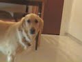 AMEE GOLDEN RETRIEVER