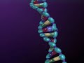 DNA REPAIR