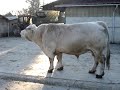 Taureau Taureau