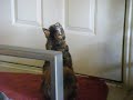 High Jumping Cat