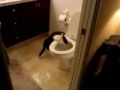 O gato e a privada