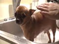 Chihuahua Bath Time