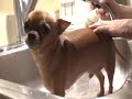 Chihuahua Bath Time