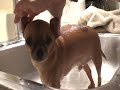 Chihuahua Bath Time