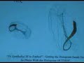 Dan Winter - Sacred Science of Carrying Memory Through Death 3 of 5