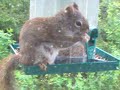 Stupid Squirrel/Beatles video