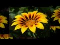 New York City Florists - Announce It With a Bouquet of Flowers