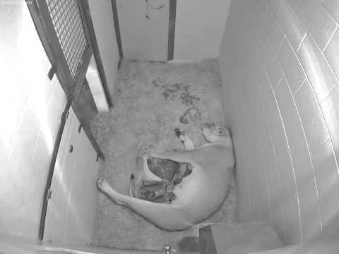National Zoo's African Lion Gives Birth to Four Cubs