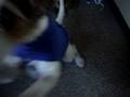 videos de My Class Dogs! Aggie! (Baby in Korean)