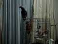 My Parrot -03- \"Yokaranu Parrot\"