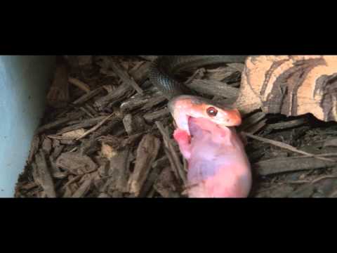 YouTube reptile video