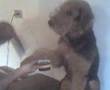 Airedale Terrier video