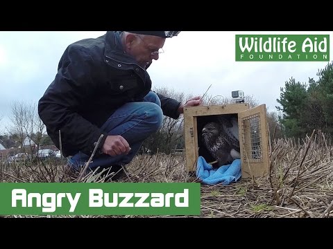 Feisty Buzzard wants to be free! - GoPro Animal Release