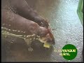 PACAA paca é o segundo roedor brasileiro em tamanho, perdendo apenas para a capivara. Adaptam-se a ambientes muito variados, mas preferem as zonas cobertas com vegetação alta, vizinhas a rios ou riachos. São boas nadadoras e gostam de água - é na água que se refugiam quando estão em perigo.Animais herbívoros, passam a noite em busca de frutos na mata.A carne da paca é considerada a mais saborosa entre os animais nativos.As pacas são por temperamento, solitárias e tímidas, porém em cativeiro convivem bem com outros animais. O tamanho pode variar de 60 a 80 cm e quando adultas alcançam entre 6 e 12 quilos. Jarz GohAmazon - Brazil