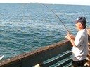 Catch and Release Pacific Mackerel
