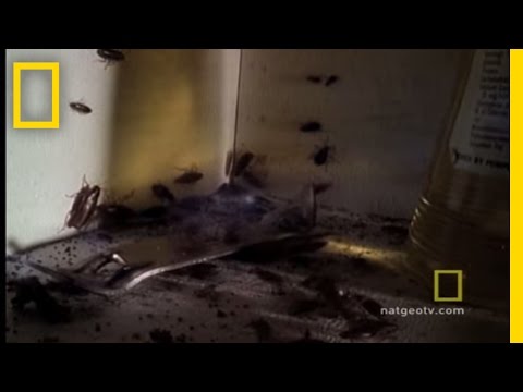 Cockroaches - With 4000 species the world over, and the ability to run the human equivalent of over 90 MPH, there's no avoiding roaches!