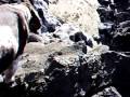 videos de rock-climbing dogs