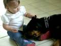 videos de rottweiler thalia... c est juste une éducation !!!