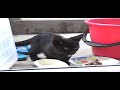 野良猫ナナの息子