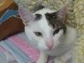 videos de Pear Bunny is a unique cat.  Adopt him!
