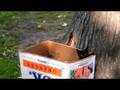 Abandoned Kittens in Malcolm X Park