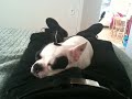 Stella snoring and my stomach growling