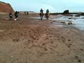 Horses at Exmouth