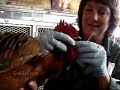 Veterinarians Job Description