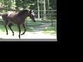 Black Andalusian (PRE) - Tornado BV Black Andalusian (PRE) - Tornado BV