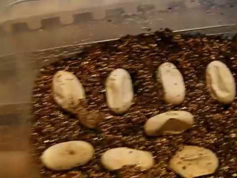 Bearded Dragon eggs hatching