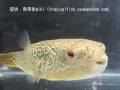 熱帯魚フリー部門 銅賞(3位) テトラオドン・ムブ(Tetraodon mbu)
