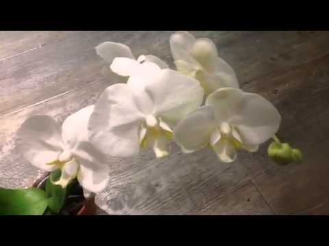 how to plant a white orchid
