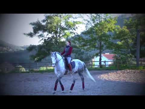 Ecole de  dressage et haute école classique au Portugal