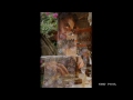 Click here to watch this video 小澤忠恭× α NEX-7「京都左右録」(Kyoto Sayuroku)
