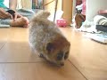 slow?loris?
