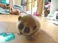 slow loris