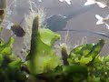 pequenos peixes, algas, moluscos e zoantos encontrados em Copacabana e Arpoador 